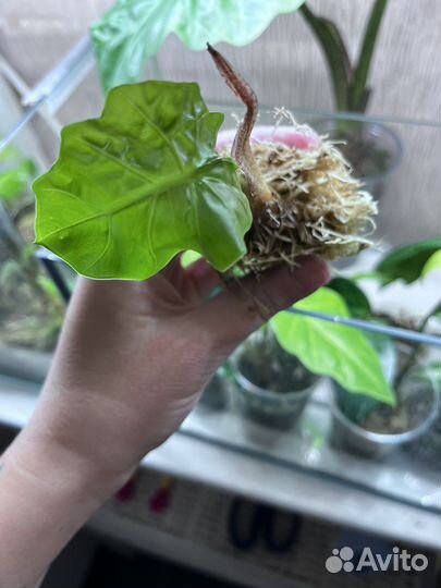 Алоказия лоу райдер