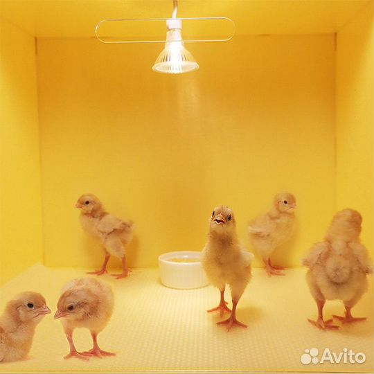 Брудер для цыплят 