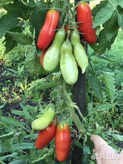 Семена томата Казанова