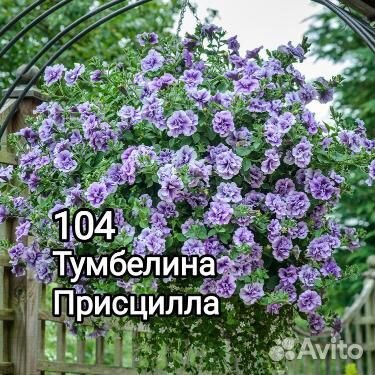 Петуния ампельная