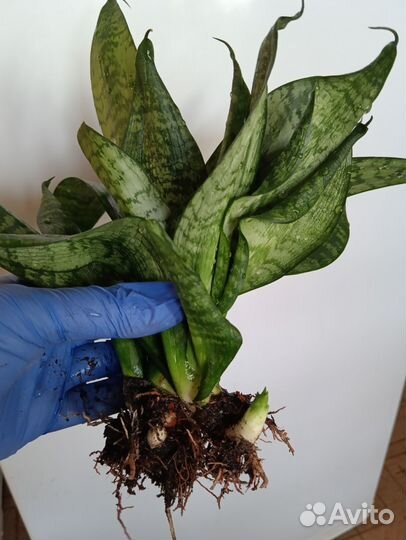 Сансивьерия