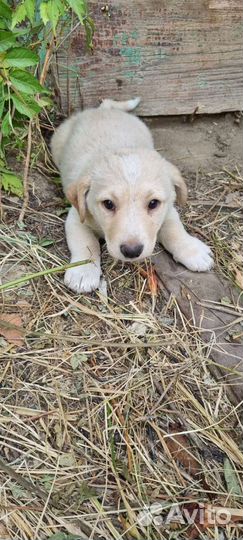 Щенки коротколапики в дар