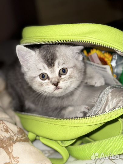 Шотландские котята