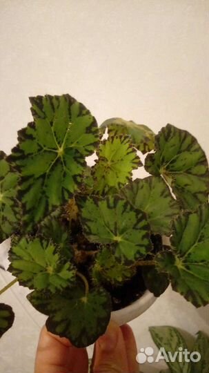 Обмен/продажа комнатных цветов