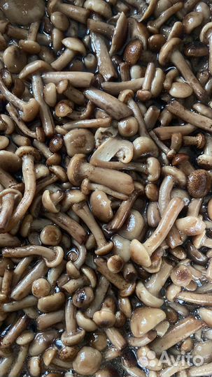 Опята отварные отборные