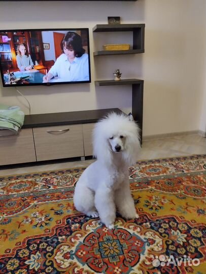 Щенок пуделя