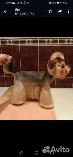 Стрижка кошек и котов