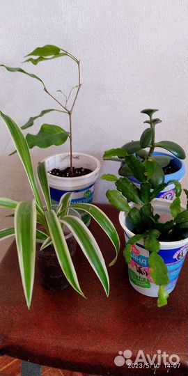 Фикусы бенджамина