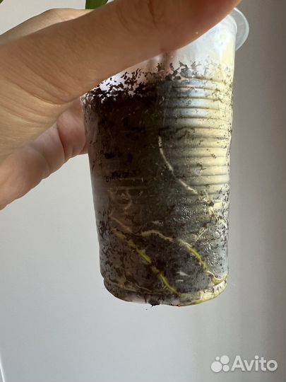 Филодендрон флорида бьюти альба