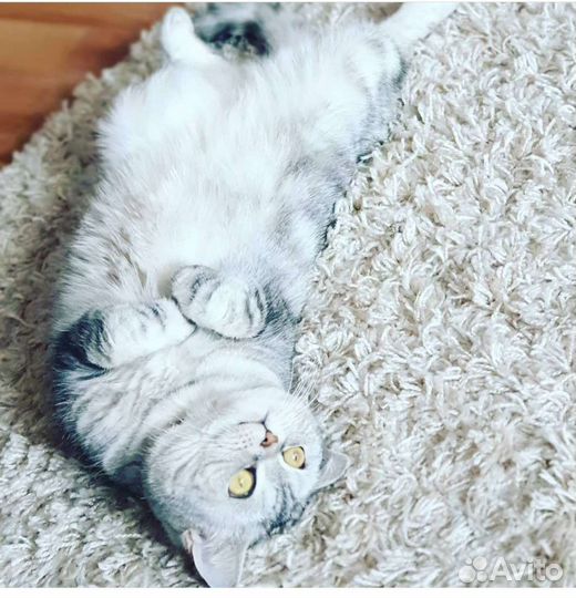 Шотландская прямоухая кошка