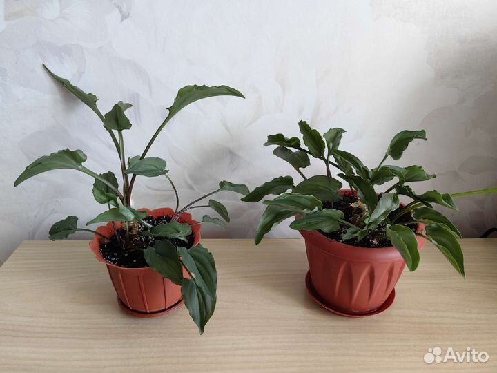 Дримиопсис