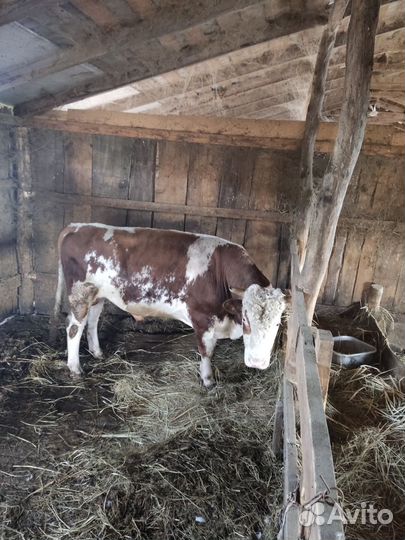 Бычки и быки 1 год