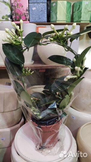 Комнатные растения