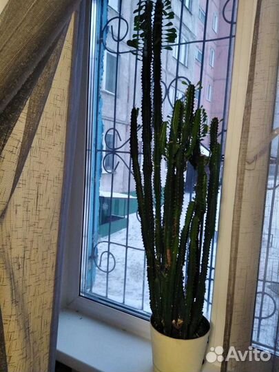 Кактус молочай