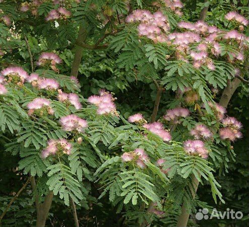 Альбиция Ленкоранская и Калькора, семена