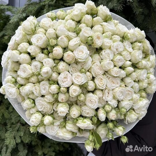 Кустовая пион роза