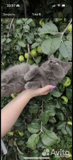 Кошка в дар бесплатно