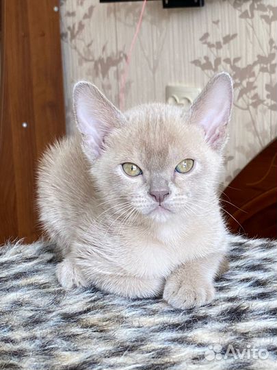 Бурманские котята питомник
