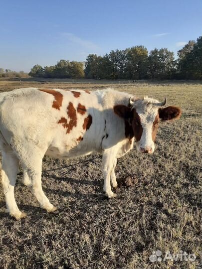 Две коровы и две телочки