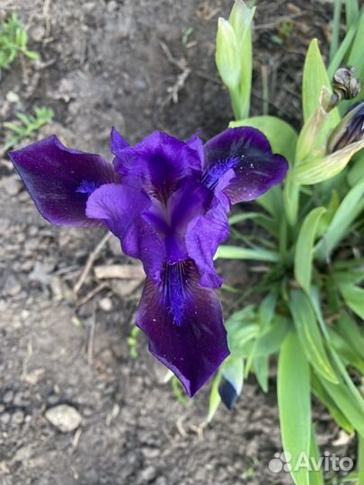 Ирисы и лилейники сортовые