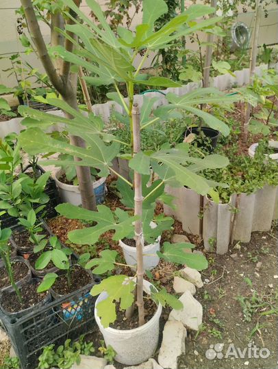 Саженцы инжира 2-3года Брунсвик