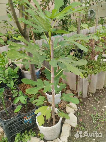 Саженцы инжира 2-3года Брунсвик