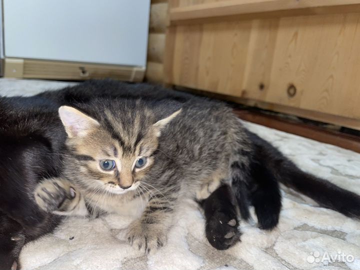 Котенок в добрые руки