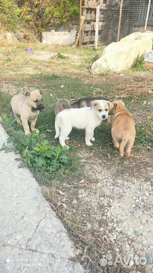 Щенки в добрые руки