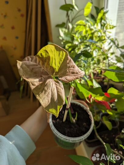 Сингониум неон пинк