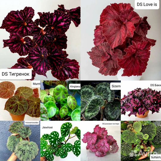 Бегонии почтой 200 сортов декоративнолиственные