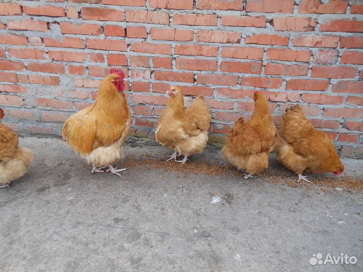 Инкубационное яйцо Орпингтон (палевый)