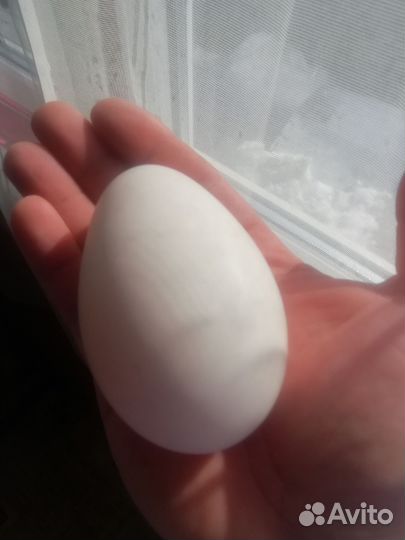 Инкубацию Яйцо гусиное