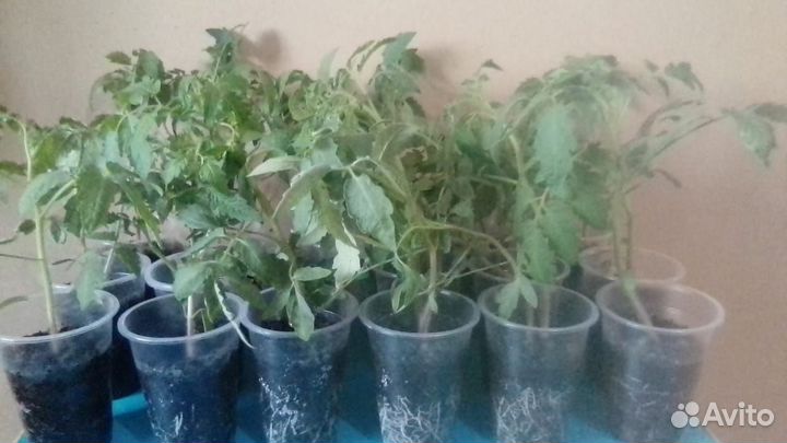 Рассада помидор