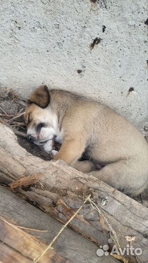 Щенки Алабая в добрые руки