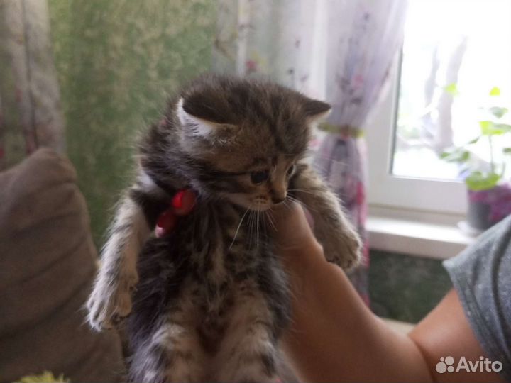 Кошка в дар бесплатно