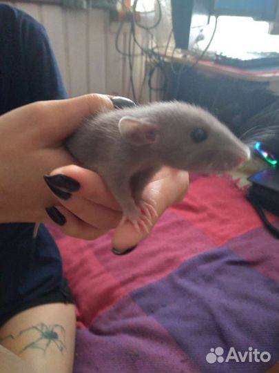 Крысы Дамбо