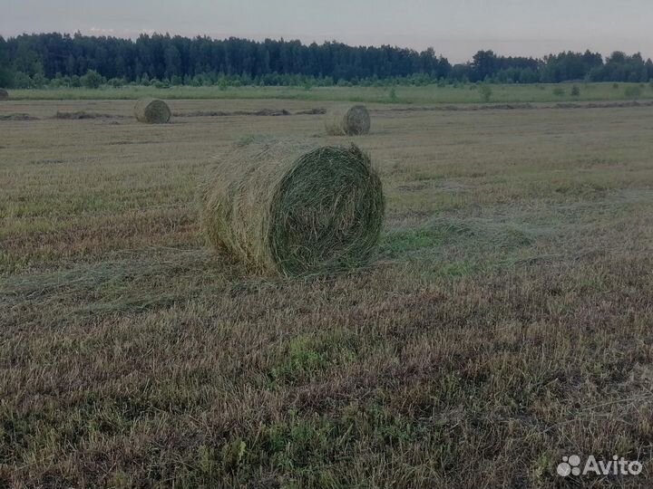 Сенаж и сено в рулонах