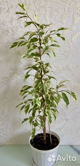 Фикус Мунлайт