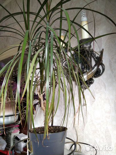 Диффенбахия