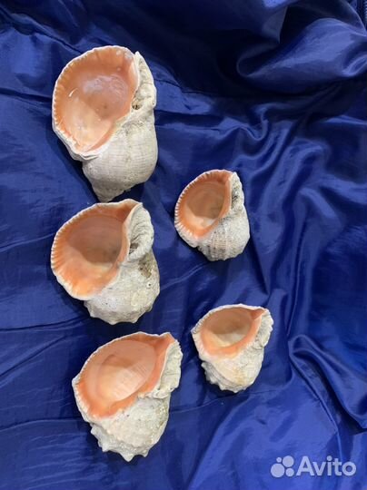 Ракушка рапан