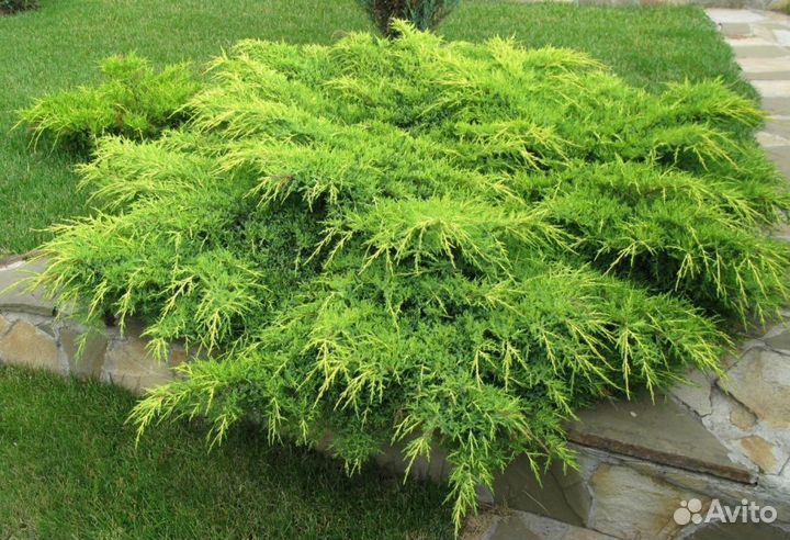 Саженцы можжевельника