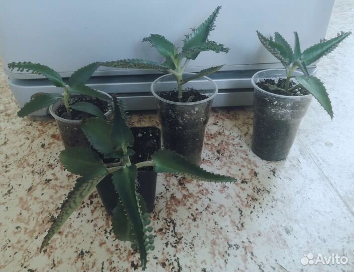 Каланхоэ лечебное