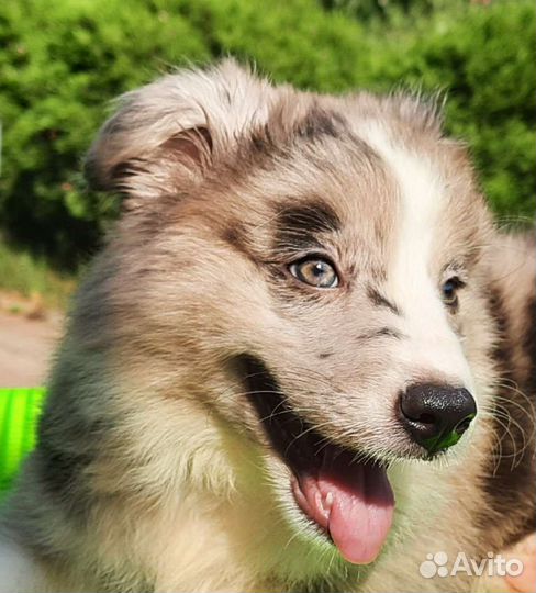 Мраморная девочка бордер колли