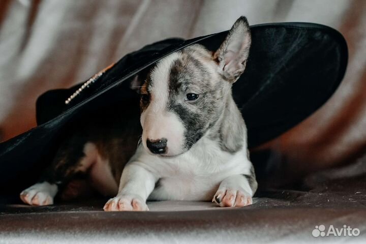 Бультерьер