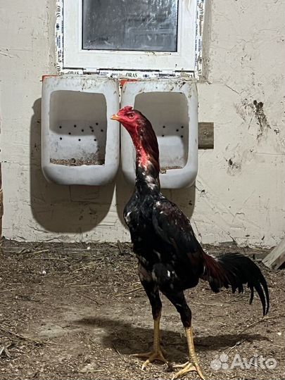 Петух чушамо