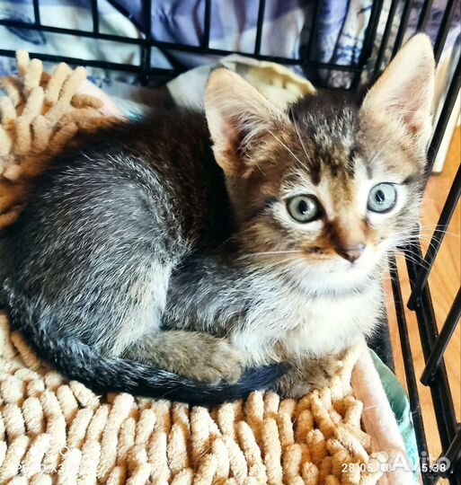 Отдам бесплатно животные