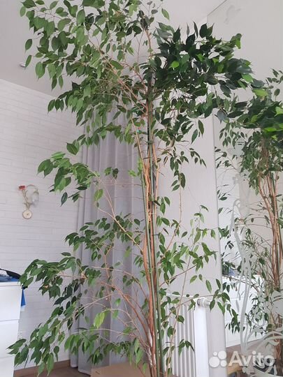 Фикус бенджамина