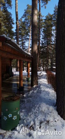 Спил деревьев