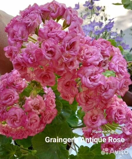 Сортовые пеларгонии