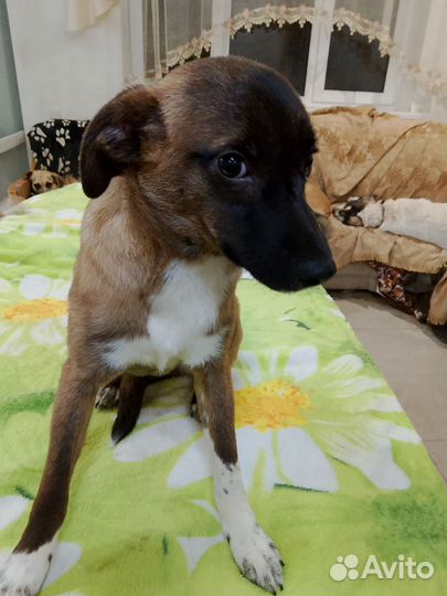 Отдам щенка маленькой породы